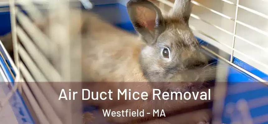Air Duct Mice Removal Westfield - MA
